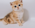 Кошки в Ижевске: Шотландский прямоухий короткошерстный котенок Девочка, 45 000 руб. - фото 4