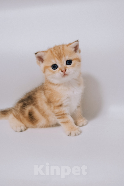 Кошки в Ижевске: Шотландский прямоухий короткошерстный котенок Девочка, 45 000 руб. - фото 4