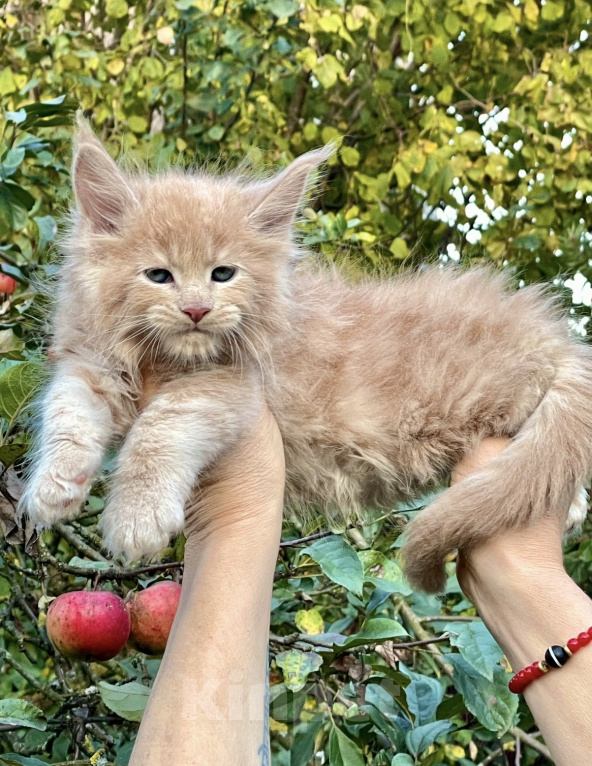 Кошки в Санкт-Петербурге: Мейн кун котенок кремовый Мальчик, 60 000 руб. - фото 1