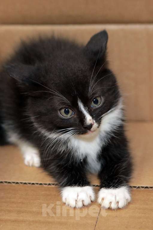 Кошки в Санкт-Петербурге: Мальчик в ответственные руки Мальчик, Бесплатно - фото 3