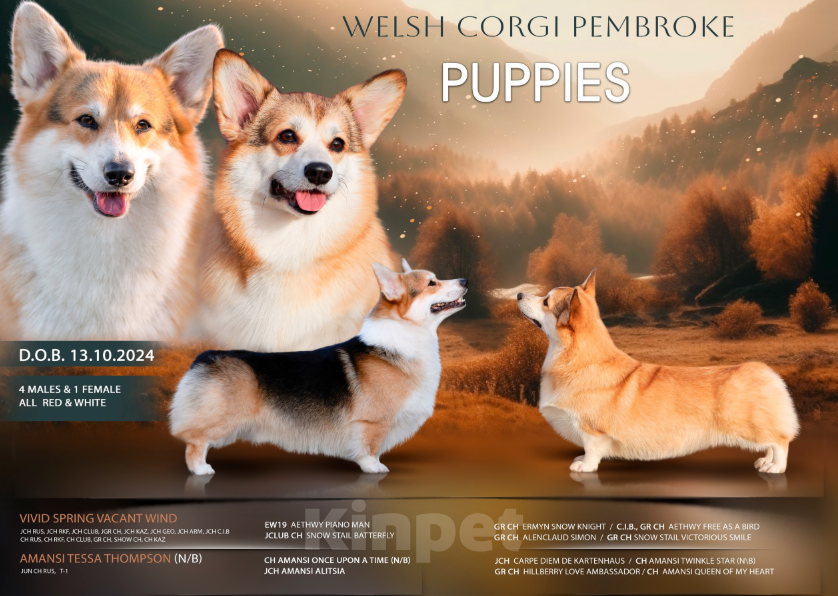 Собаки в Кирове: Вельш корги пемброк  Мальчик, 90 000 руб. - фото 3