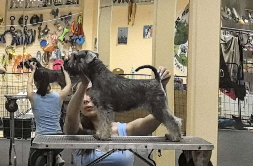 Собаки в других городах Московской области: Пропала собака Девочка, 50 000 руб. - фото 1