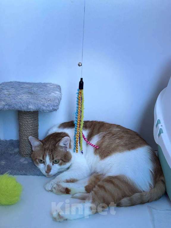 Кошки в Санкт-Петербурге: Яркий и ласковый кот Павлик Мальчик, Бесплатно - фото 3