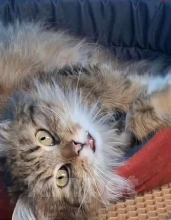 Кошки в Санкт-Петербурге: Кошечка Девочка, Бесплатно - фото 1