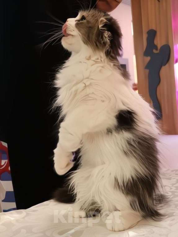 Кошки в Новосибирске: Шотландские котята  Мальчик, 50 000 руб. - фото 2