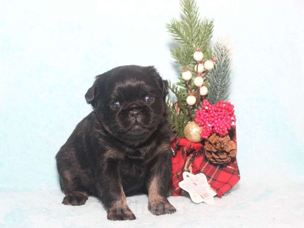 Собаки в Санкт-Петербурге: Очаровательный щенок  Девочка, 80 000 руб. - фото 7