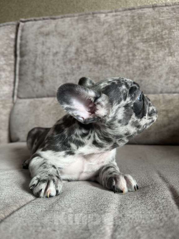 Собаки в Москве: Французский бульдог щенок  Девочка, 70 000 руб. - фото 4