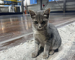 Кошки в Москве: Котёнок в заботливые руки Мальчик, Бесплатно - фото 2