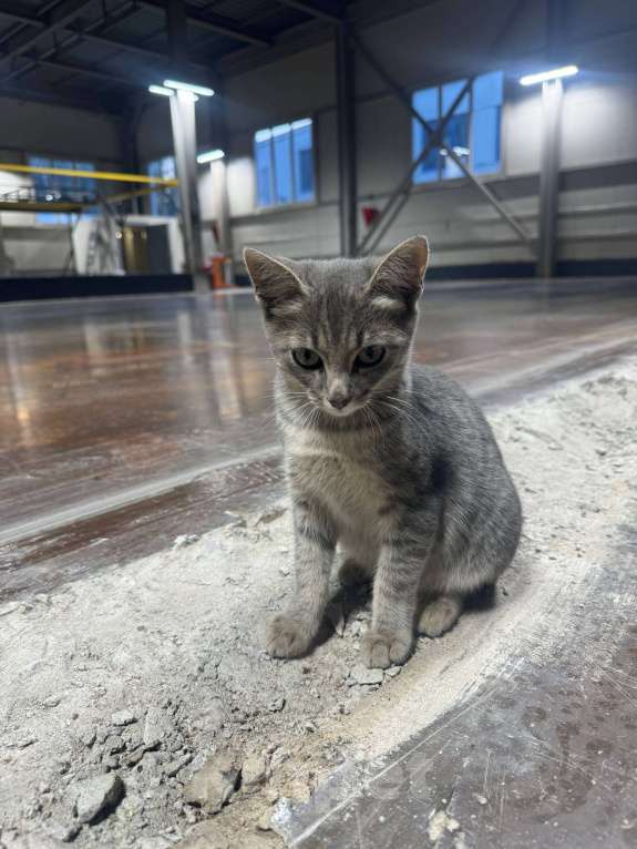 Кошки в Москве: Котёнок в заботливые руки Мальчик, Бесплатно - фото 2