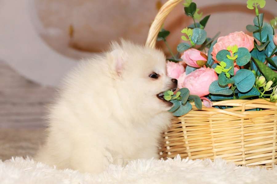 Собаки в Москве: Щенок белого шпица Мальчик, 50 000 руб. - фото 3