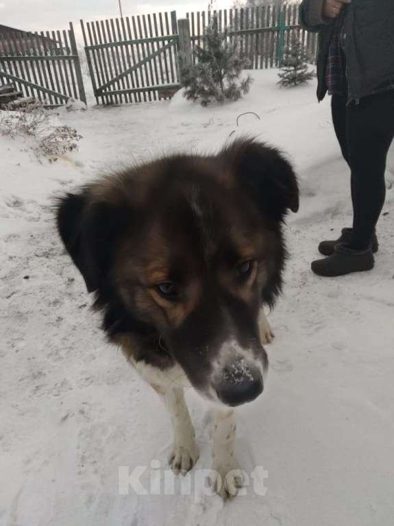 Собаки в Юрге: Найдена собака Мальчик, Бесплатно - фото 2