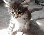 Кошки в Кашире: девочка 1.5 месяца.  Девочка, Бесплатно - фото 3