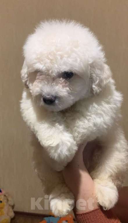 Собаки в Ростове-на-Дону: Шикарный белый мальчишка пули Мальчик, 50 000 руб. - фото 2