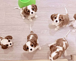 Собаки в Москве: Щенки кавалер-кинг-чарльз-спаниель Мальчик, 70 000 руб. - фото 1