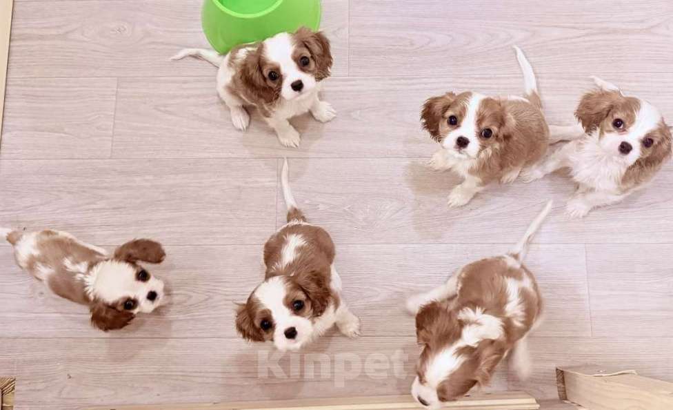 Собаки в Москве: Щенки кавалер-кинг-чарльз-спаниель Мальчик, 70 000 руб. - фото 1