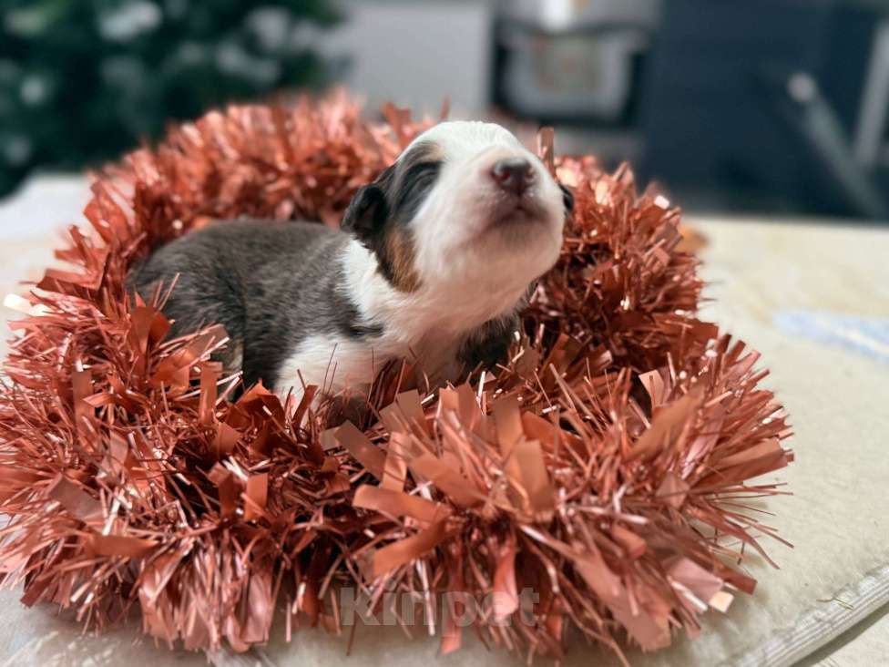 Собаки в других городах Московской области: Брауни Девочка, 80 000 руб. - фото 3