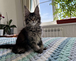 Кошки в Кургане: Котик мейн чёрный тикированный Мальчик, 40 000 руб. - фото 1