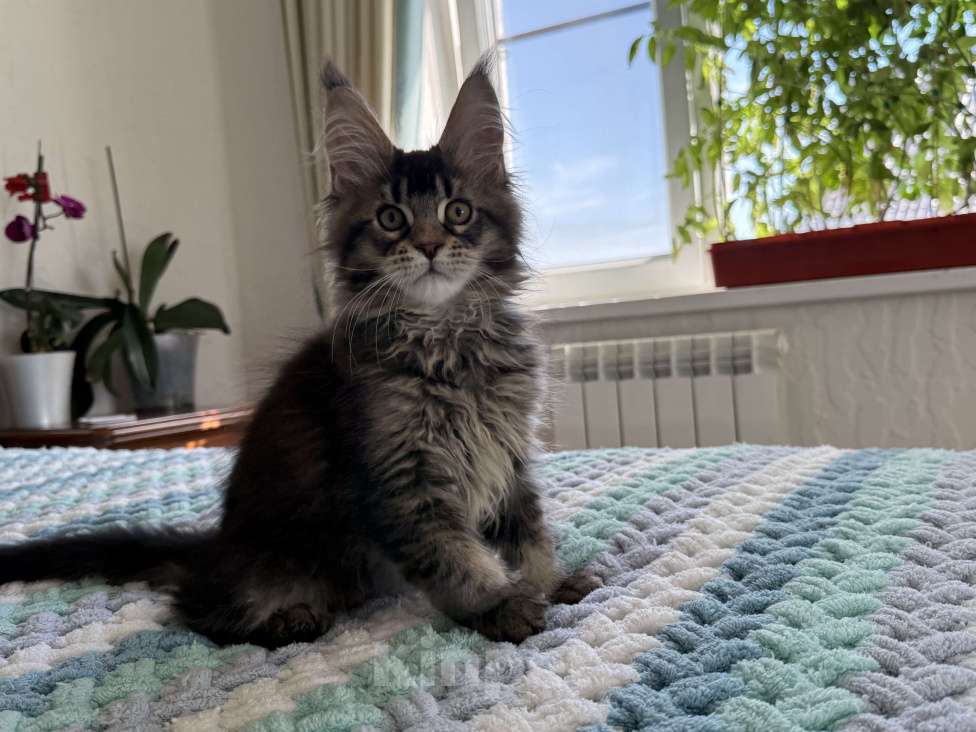 Кошки в Кургане: Котик мейн чёрный тикированный Мальчик, 40 000 руб. - фото 1