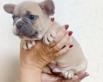 Собаки в Белореченске: Французский бульдог  Мальчик, 25 000 руб. - фото 3
