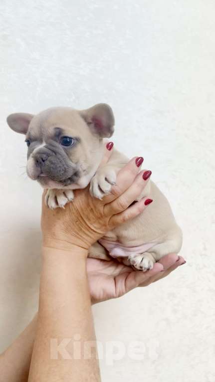 Собаки в Белореченске: Французский бульдог  Мальчик, 25 000 руб. - фото 3