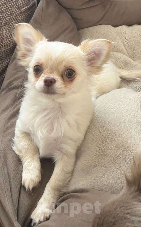 Собаки в Санкт-Петербурге: Щенок чихуахуа, сука Девочка, 50 000 руб. - фото 5