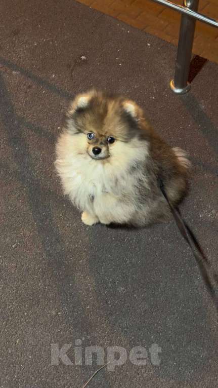 Собаки в Тольятти: Продам собаку щенок 3 месяца  Мальчик, 55 000 руб. - фото 1