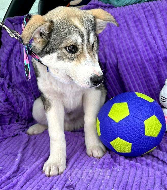 Собаки в Москве: Щенок в добрые руки Мальчик, Бесплатно - фото 2