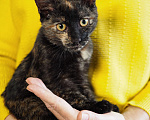 Кошки в Москве: Ласковая и веселая малышка в добрые руки  Девочка, Бесплатно - фото 3