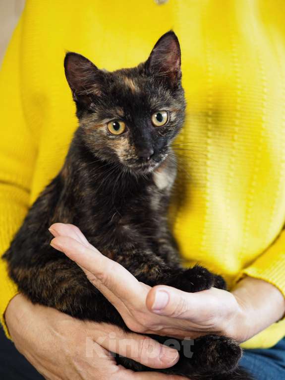 Кошки в Москве: Ласковая и веселая малышка в добрые руки  Девочка, Бесплатно - фото 3