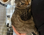 Кошки в Волгограде: Нужна помощь в пристройстве 4-х котят Девочка, Бесплатно - фото 3