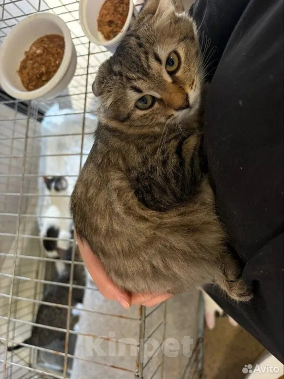 Кошки в Волгограде: Нужна помощь в пристройстве 4-х котят Девочка, Бесплатно - фото 3