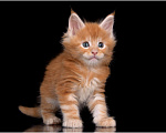 Кошки в Краснодаре: Котята Мейн-кун Мальчик, 45 000 руб. - фото 2