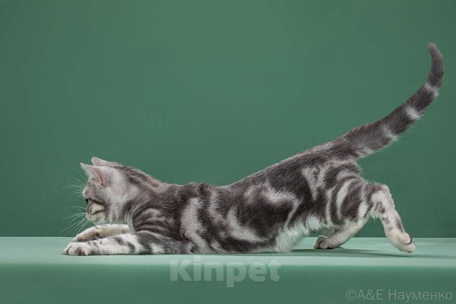 Кошки в Ликино-Дулево: Американская короткошерстная Девочка, Бесплатно - фото 4