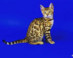 Кошки в Симферополе: Продаются бенгальские котята, 30 000 руб. - фото 1