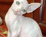 Кошки в Ливны: Котенок бамбино лонг, 45 руб. - фото 1