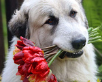 Собаки в Электростали: Щенков Пиренейской Горной Собаки продаю Мальчик, 40 000 руб. - фото 5
