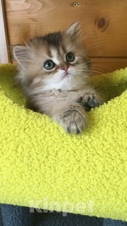 Кошки в Москве: Котик золотая шиншилла Мальчик, 40 000 руб. - фото 1