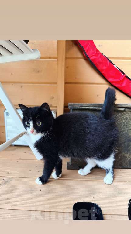 Кошки в Москве: Котенок Орео мальчик Мальчик, Бесплатно - фото 1