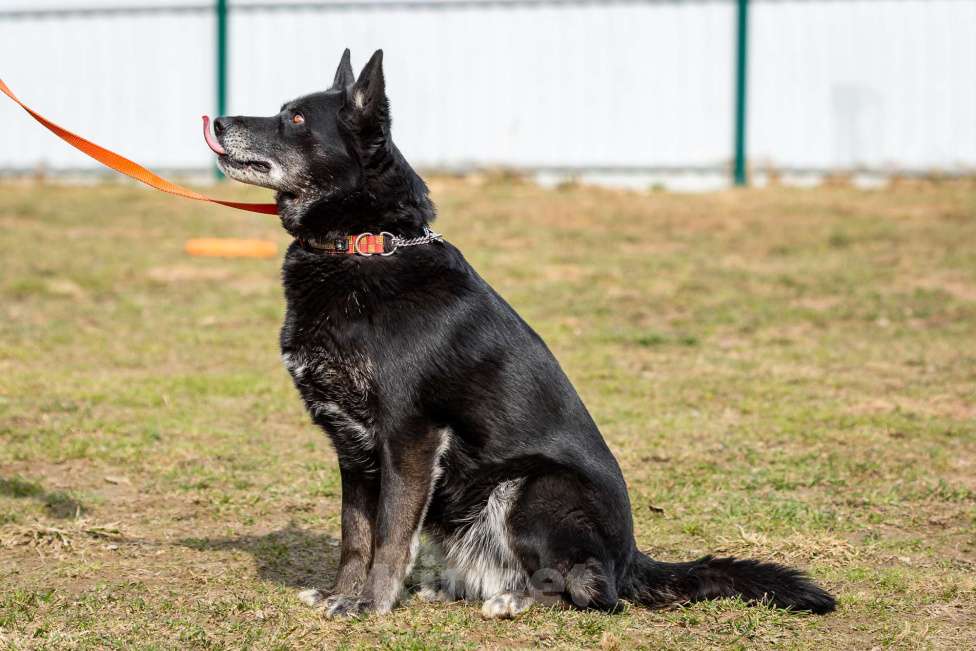 Собаки в Москве: Кама Девочка, Бесплатно - фото 20
