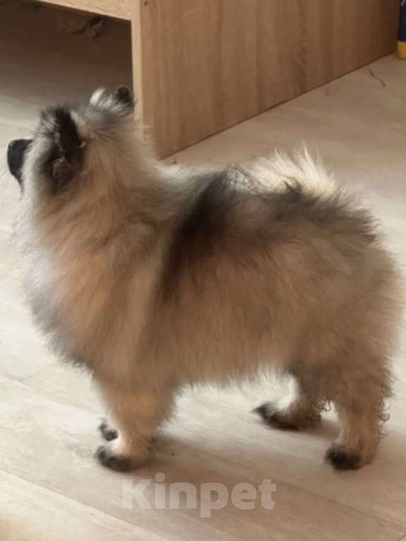 Собаки в Москве: Вольфшпиц КЕЕСХОНД Девочка, 100 000 руб. - фото 4