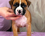 Собаки в Москве: Крутая девочка амстаффа  Девочка, 80 000 руб. - фото 5