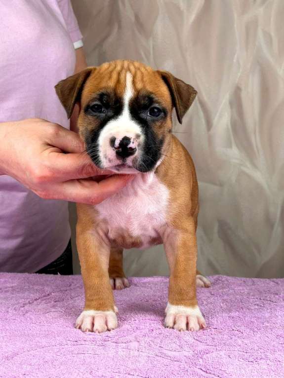 Собаки в Москве: Крутая девочка амстаффа  Девочка, 80 000 руб. - фото 5