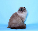 Кошки в Ликино-Дулево: Хайленд фолд котик редкого окраса  соболь Мальчик, 60 000 руб. - фото 3