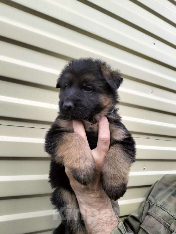 Собаки в других городах Красноярского края: Мальчик Актай Мальчик, 40 000 руб. - фото 4
