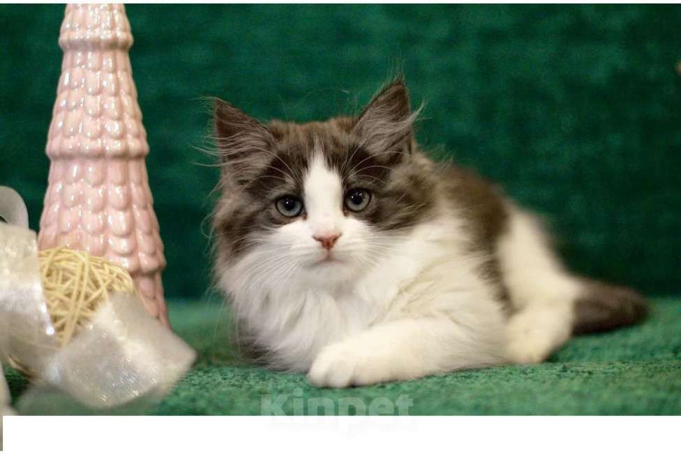 Кошки в Санкт-Петербурге: сибирский котенок с документами Девочка, 30 000 руб. - фото 1