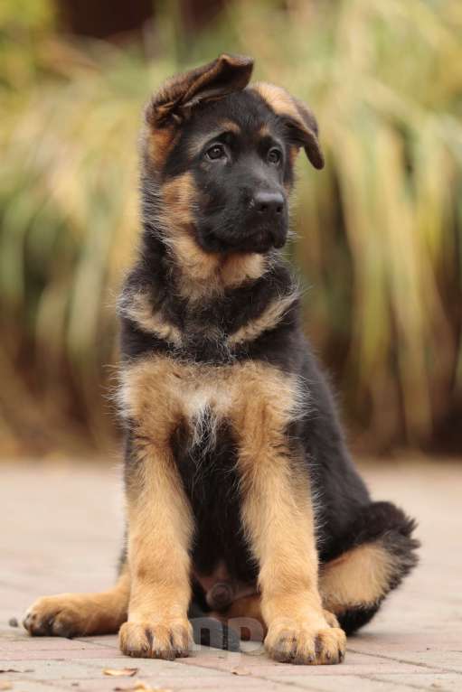 Собаки в Раменском: Перспективный кобель.  Мальчик, 80 000 руб. - фото 10