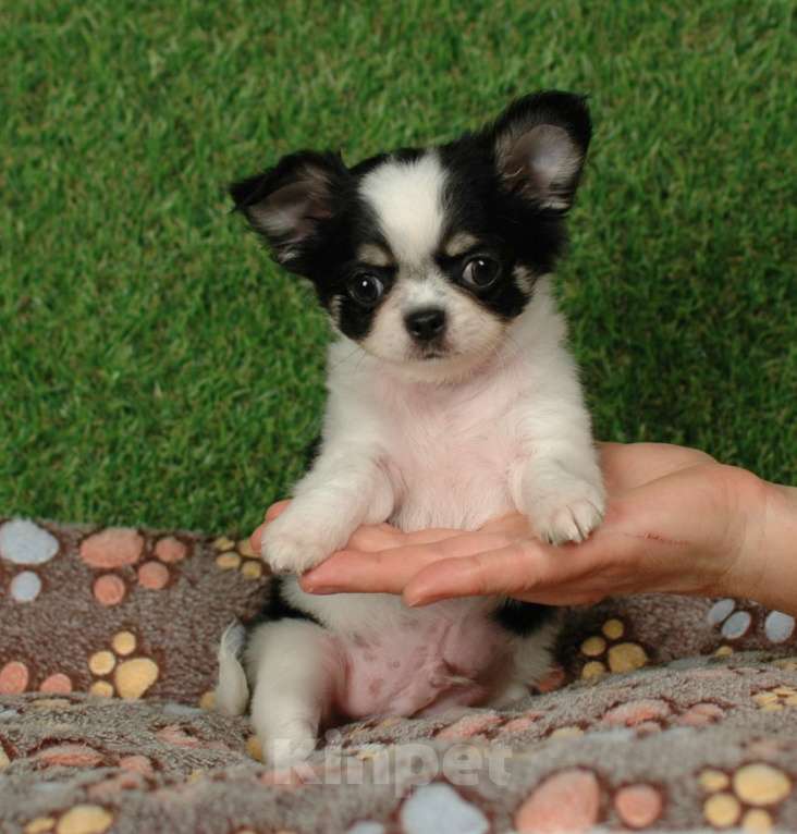 Собаки в Москве: Мальчик чихуахуа Мальчик, 25 000 руб. - фото 1