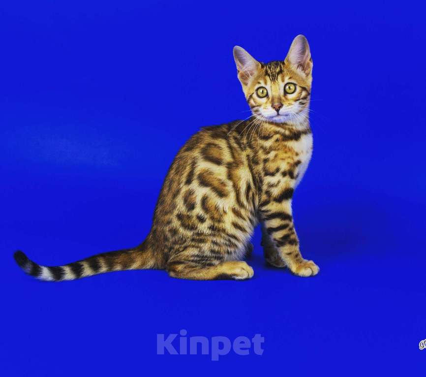 Кошки в Симферополе: Продаются бенгальские котята, 30 000 руб. - фото 1