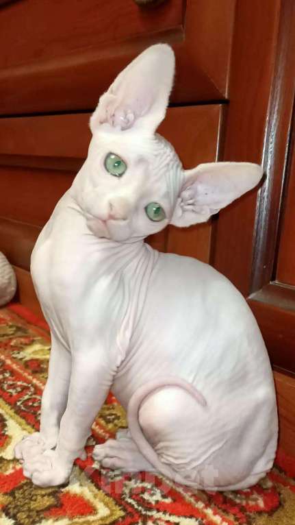 Кошки в Ливны: Котенок бамбино лонг, 45 руб. - фото 1