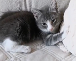Кошки в Москве: Маленькая кошечка ищет любящий дом 🐱 Девочка, 200 руб. - фото 2